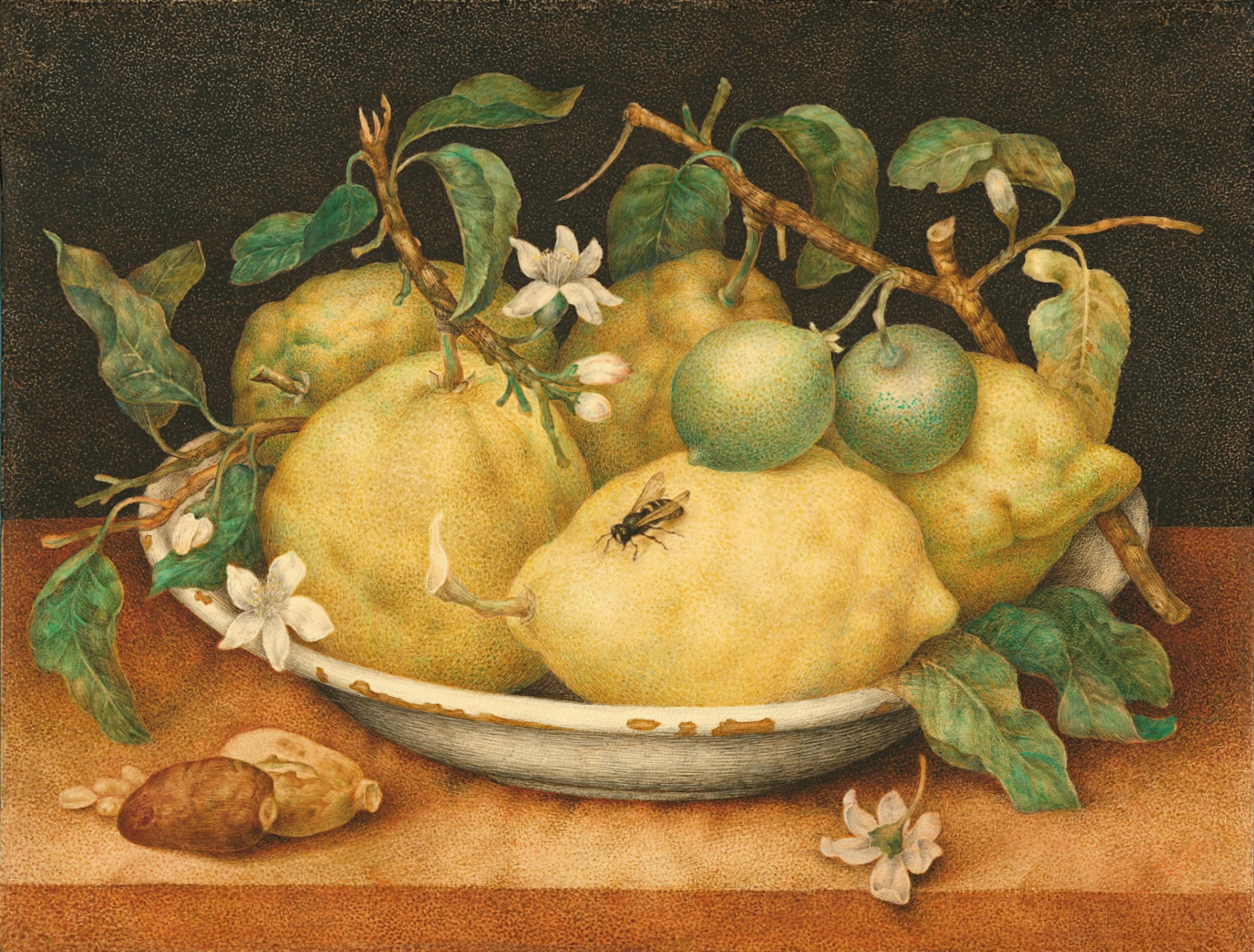 Giovanna Garzoni, Natura morta, tempera su pergamena, 1660, J. Paul Getty Museum, Los Angeles.