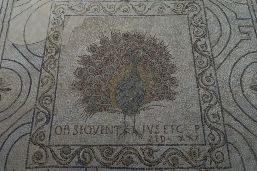 Il pavone che decora il pavimento musivo della Basilica di Santa Reparata, Complesso dell'Opera del Duomo, Firenze.