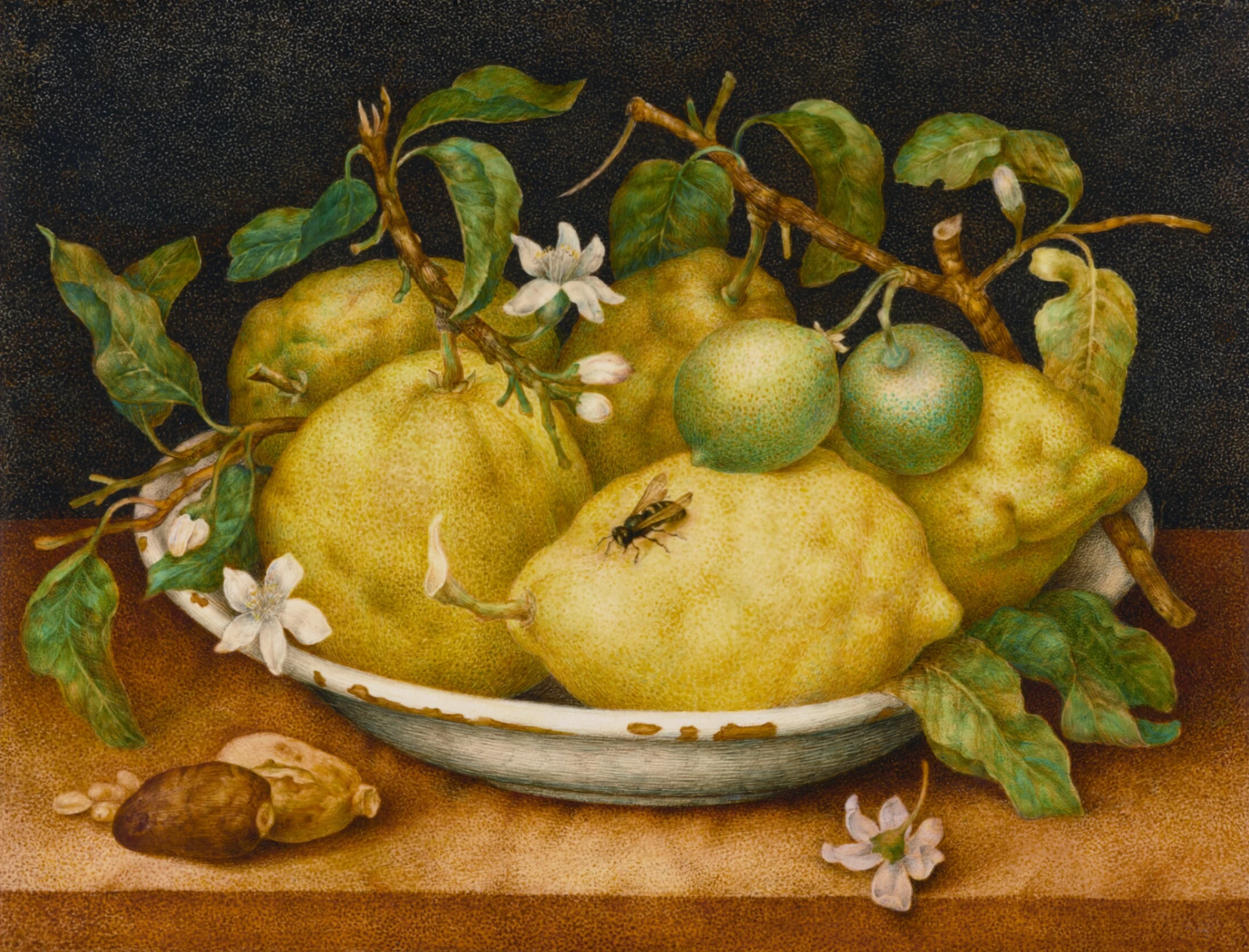 Giovanna Garzoni, Natura morta con ciotola di cedri, fine anni 1640, tempera su pergamena, 27,6 × 35,6 cm, The J. Paul Getty Museum, Los Angeles.