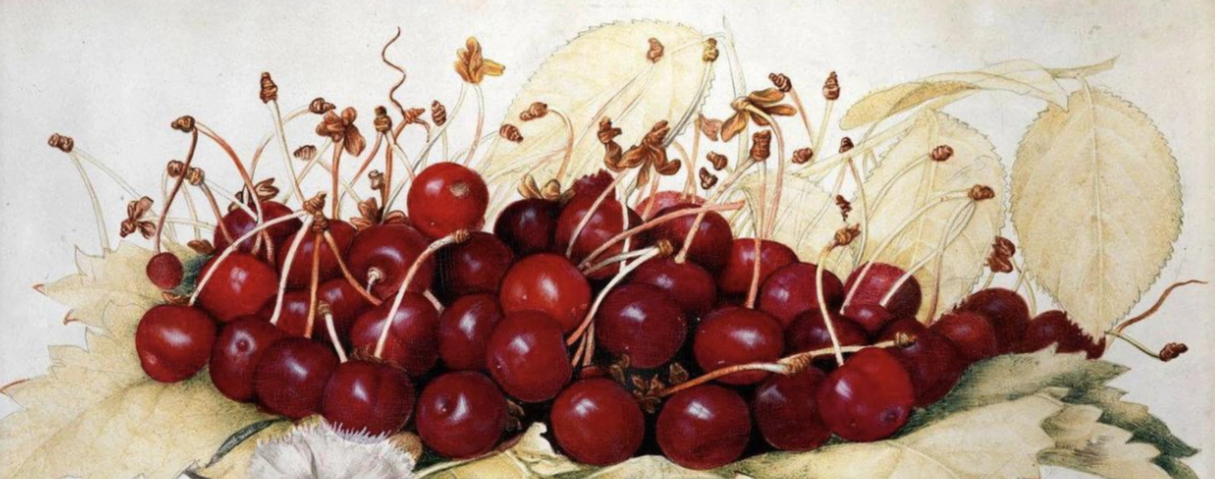 cover Nature tutt'altro che morte: le pittrici rinascimentali e barocche e la superbia di un genere "minore"