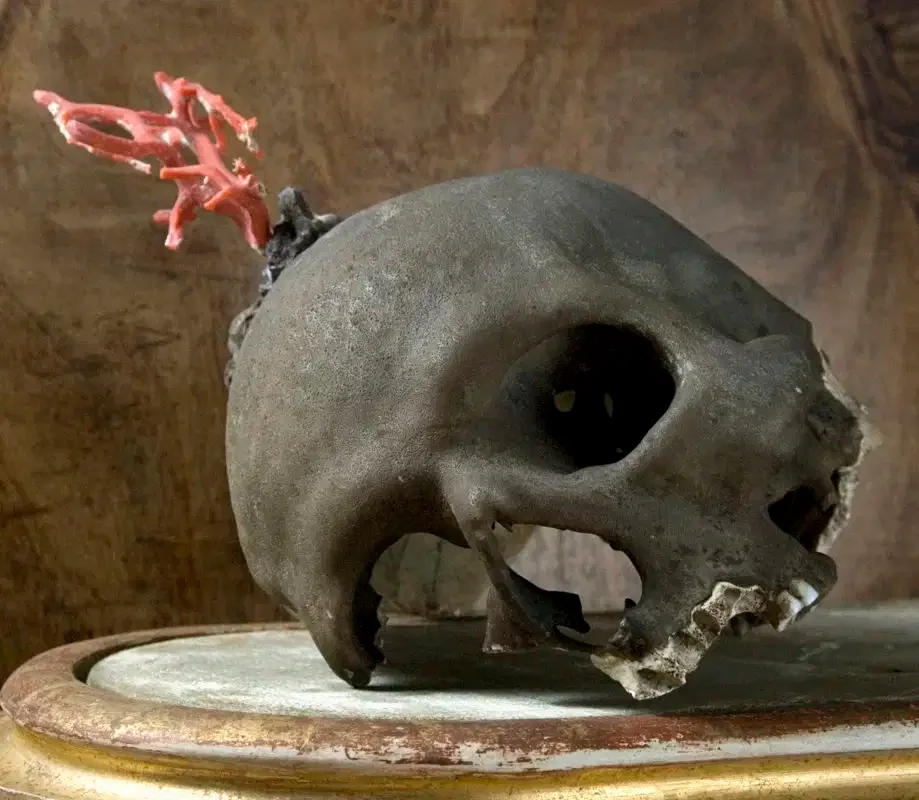 Il cranio con corallo in uno scatto di Stefano Pozzuoli.